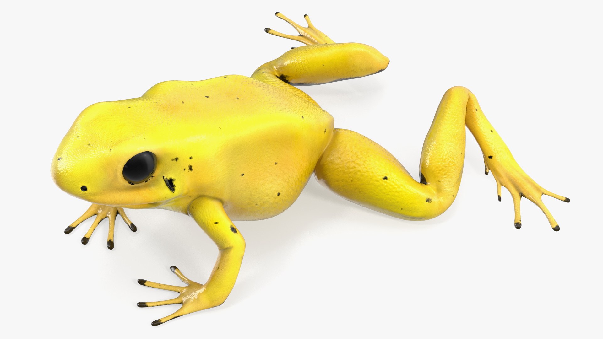 Golden Poison Arrow Frog Crawling Pose 3D model preview