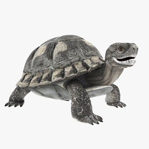 tortoise rigged animation model
