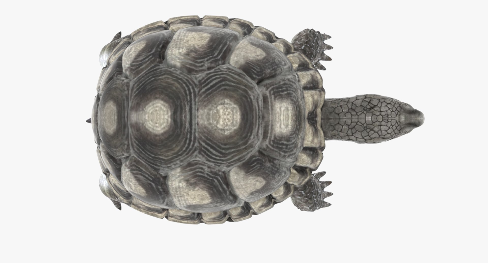 Tortoise Rigged Animation Model - TurboSquid 1382460