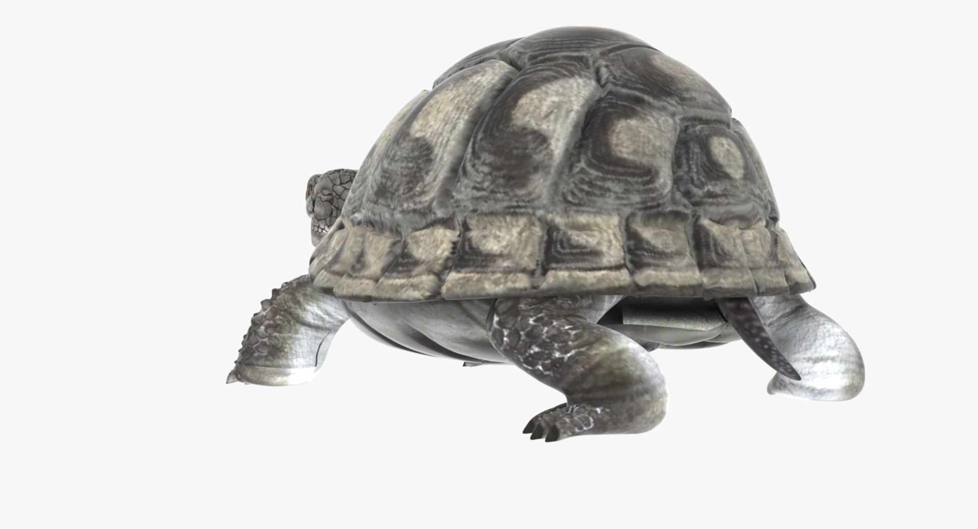 Tortoise Rigged Animation Model - TurboSquid 1382460