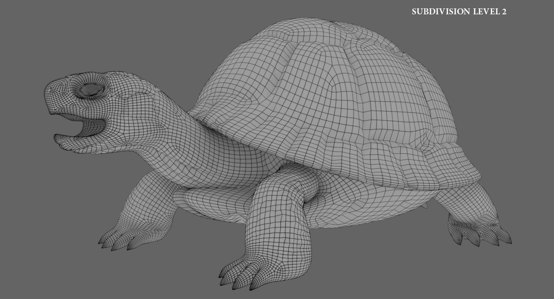 Tortoise Rigged Animation Model - TurboSquid 1382460