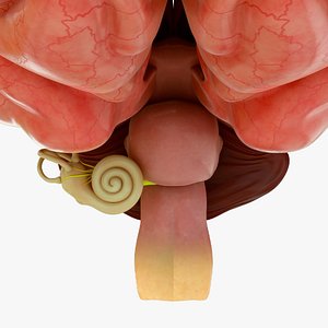 Brain with cochlea