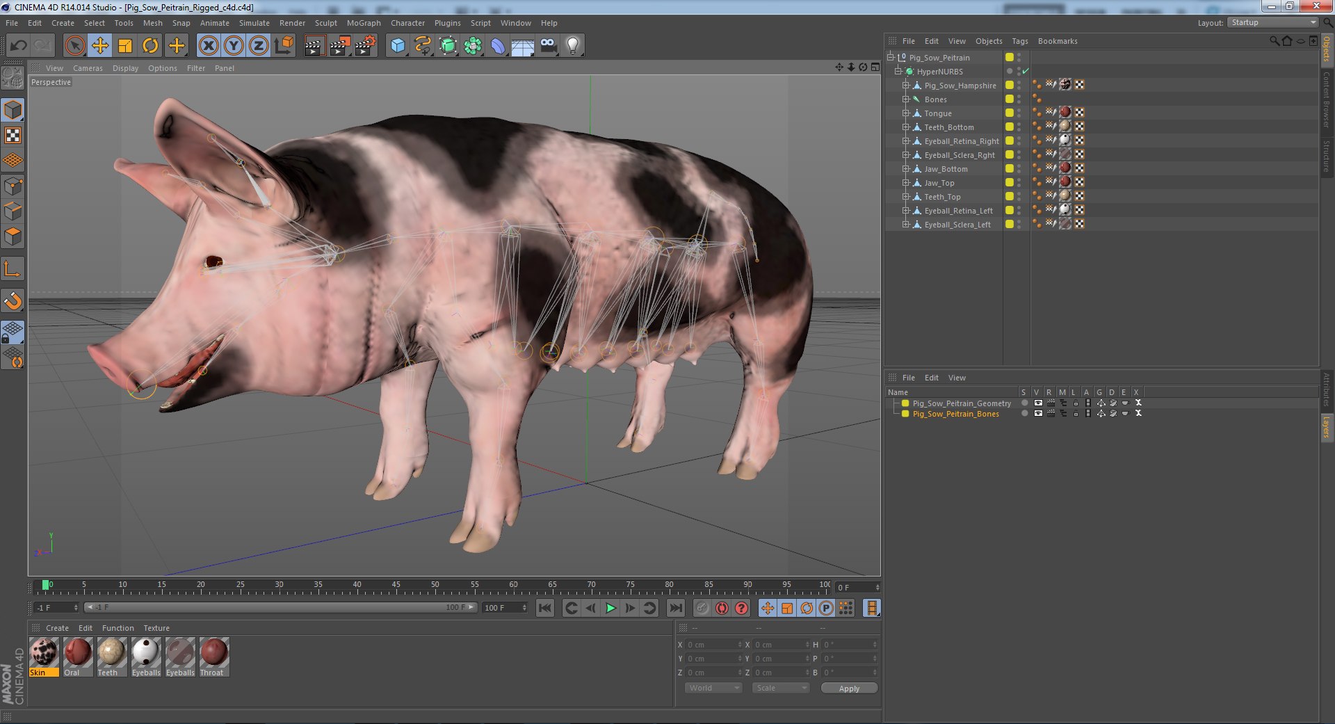 3D Model Pig Sow Peitrain Rigged - TurboSquid 1377695
