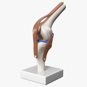 Anatomical Model of Knee Joint Rigged 3D model