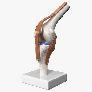 Anatomical Model of Knee Joint Rigged