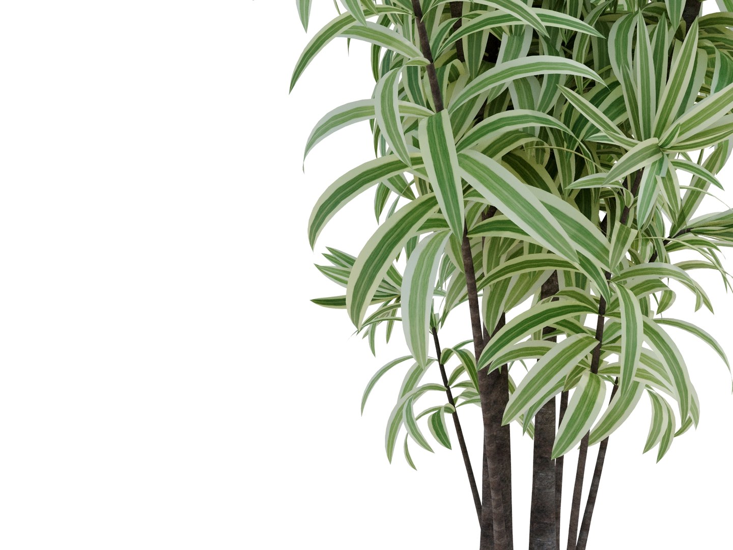 3D dracaena variegata model https://p.turbosquid.com/ts-thumb/8v/2VQvLz/80/dracaenavariegatarender04/jpg/1700568852/1920x1080/fit_q87/c56df1588f3a9697f939fd6bc91d9eb0a9c11784/dracaenavariegatarender04.jpg