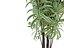DRACAENA VARIEGATA