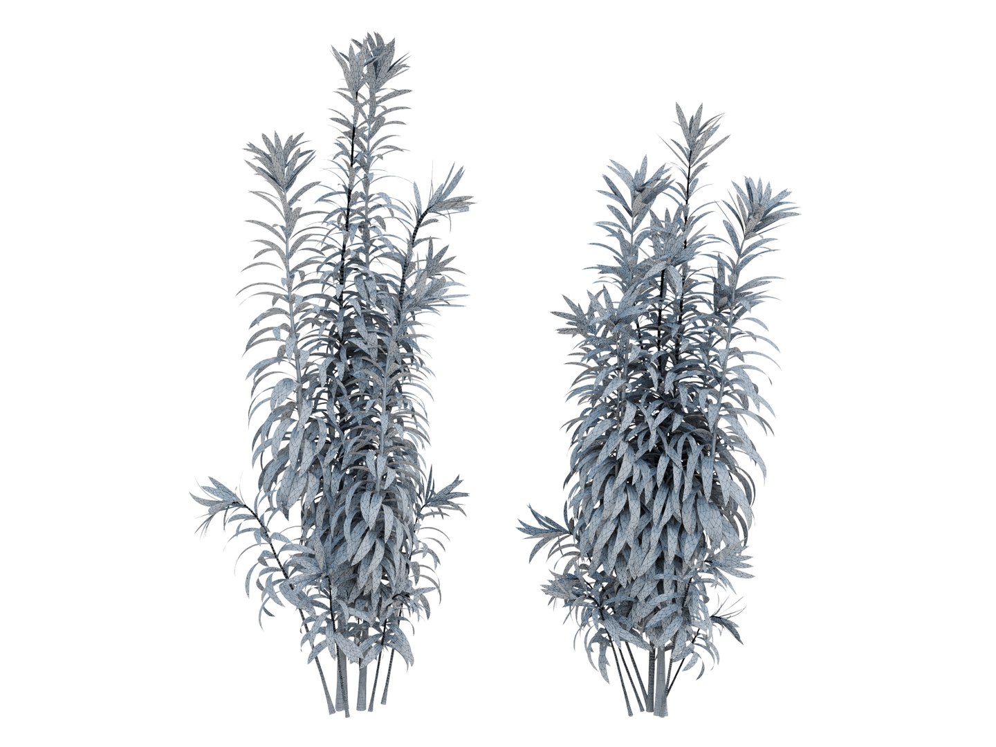 3D dracaena variegata model https://p.turbosquid.com/ts-thumb/8v/2VQvLz/Lp/dracaenavariegatarender02wire/jpg/1700568849/1920x1080/fit_q87/2c633fdf42e96c253e2ac5c484f68040c54c43ca/dracaenavariegatarender02wire.jpg