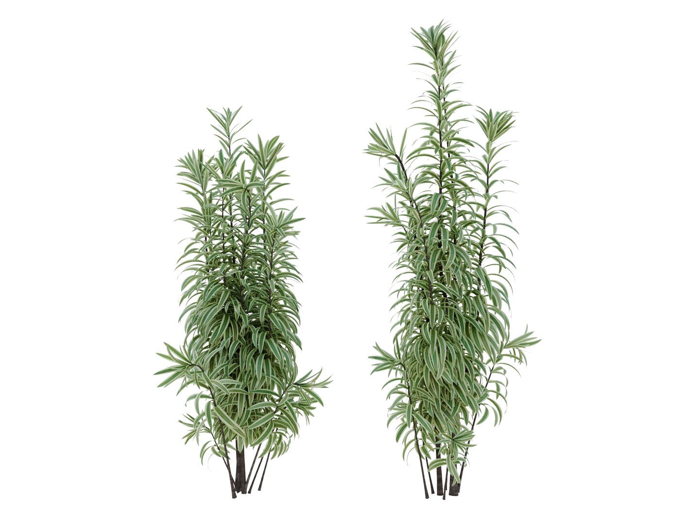3D dracaena variegata model https://p.turbosquid.com/ts-thumb/8v/2VQvLz/Xv/dracaenavariegatarender03/jpg/1700568850/1920x1080/fit_q87/a8ed3852b6d747efac5bac9d6649ed35a760b863/dracaenavariegatarender03.jpg