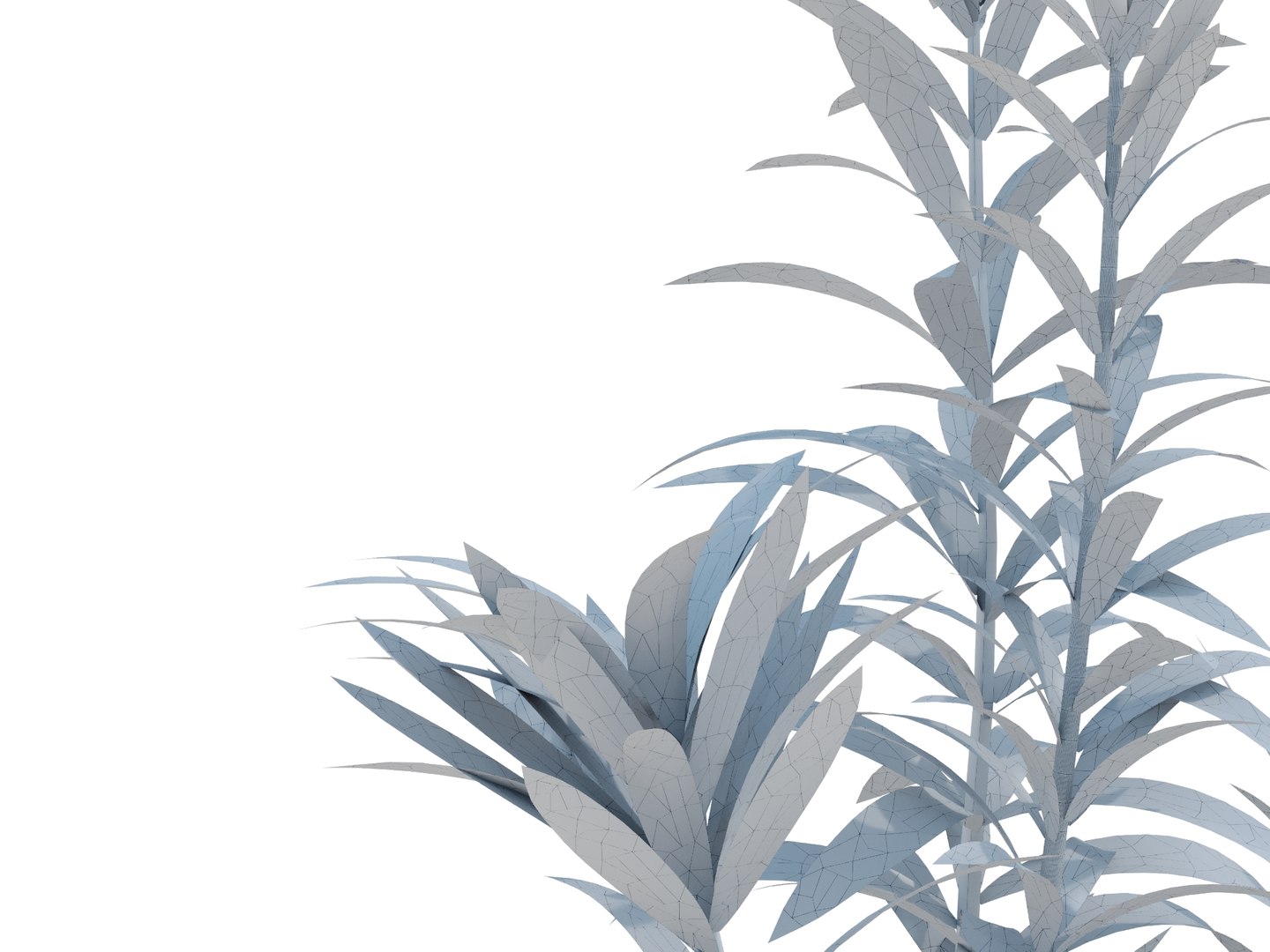 3D dracaena variegata model https://p.turbosquid.com/ts-thumb/8v/2VQvLz/hb/dracaenavariegatarender05wire/jpg/1700568851/1920x1080/fit_q87/90e7dbfd8c4d6fd5fb57a8bbdccbbe50cf937d22/dracaenavariegatarender05wire.jpg