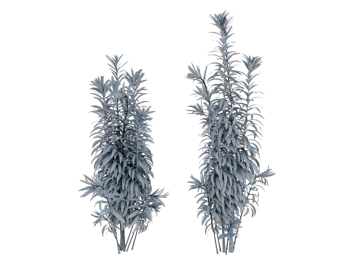 3D dracaena variegata model https://p.turbosquid.com/ts-thumb/8v/2VQvLz/ry/dracaenavariegatarender03wire/jpg/1700568850/1920x1080/fit_q87/de19e720d97c293fa1e5f827c2dc55743eec3072/dracaenavariegatarender03wire.jpg