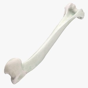 Domestic Cat Humerus Bone 01 model