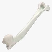 Domestic Cat Humerus Bone 01