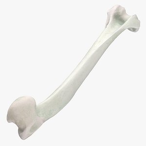 Domestic Cat Humerus Bone 01