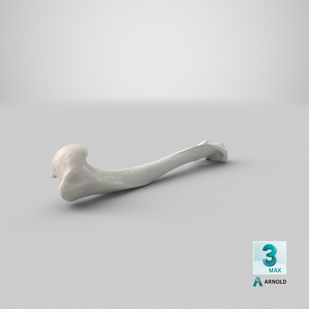 Domestic Cat Humerus Bone 01 model https://p.turbosquid.com/ts-thumb/8v/6V9tfE/hj/stemcell_max_arnold_render/png/1655477770/1920x1080/fit_q87/75d01e6429107264c0c4fc2596a28f0ec7815a0e/stemcell_max_arnold_render.jpg