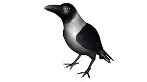 3d house crow model