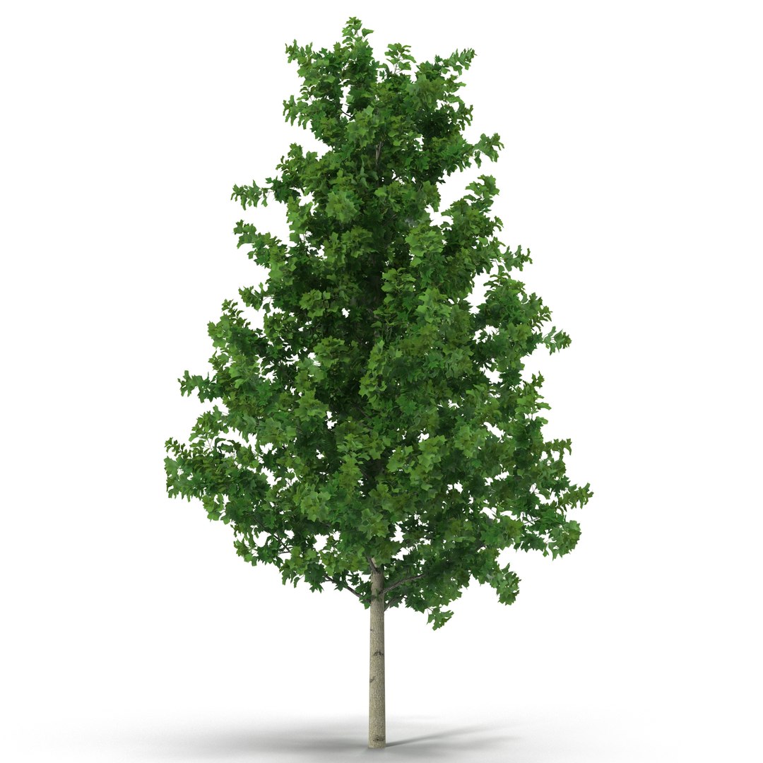 Young Yellow Poplar Tree 3D Model 3D model preview