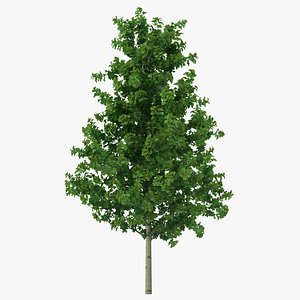 young yellow poplar tree 3d c4d