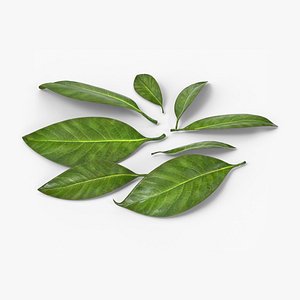 3D Magnolia Grandiflora Loose Leaves Set Green model