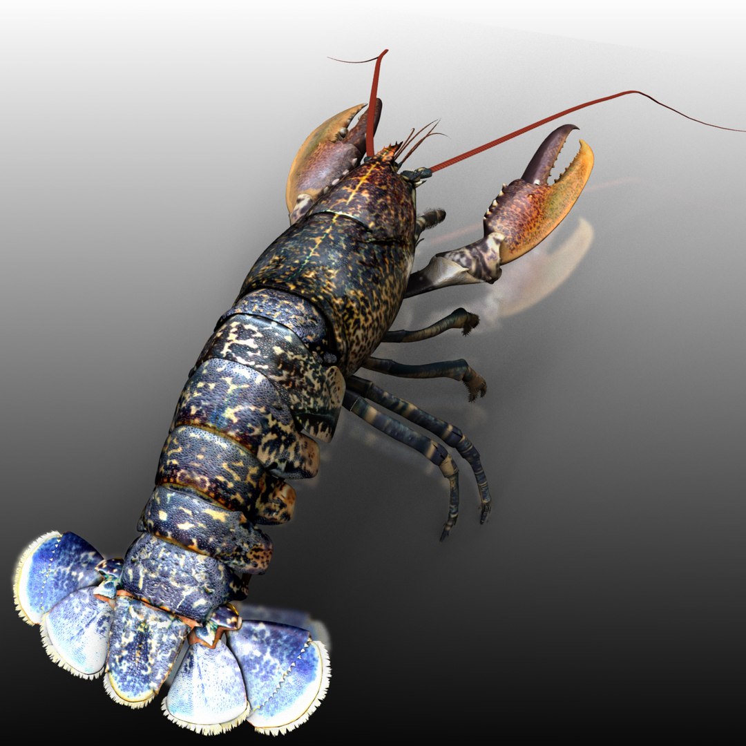 lobster arnold 3d xsi https://p.turbosquid.com/ts-thumb/8v/SFui9o/5BxJAMwH/dif_4/jpg/1435858516/1920x1080/fit_q87/cc9ed30a9f7187efec1b504a2f8a8a02792a8f32/dif_4.jpg