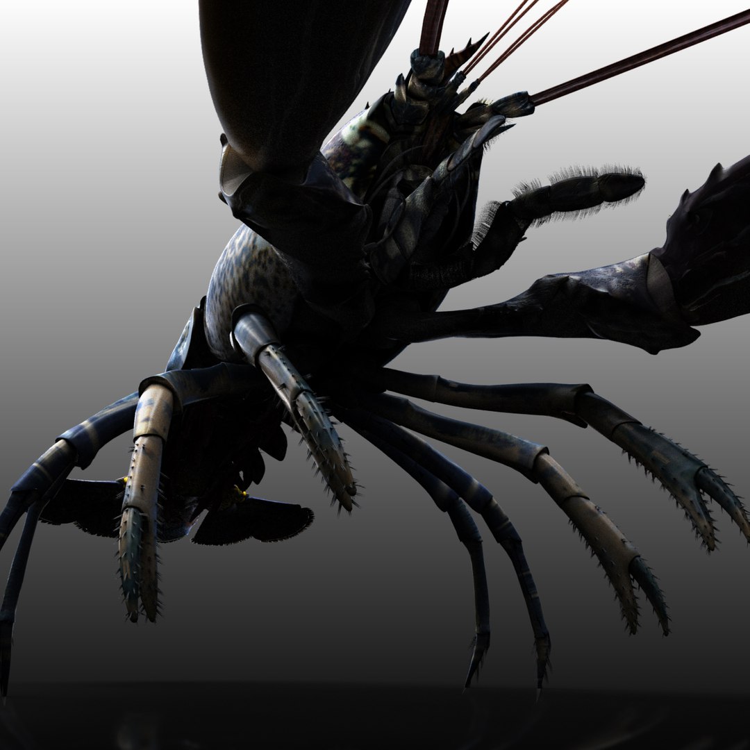 lobster arnold 3d xsi https://p.turbosquid.com/ts-thumb/8v/SFui9o/8qvEGOQS/dif_3/jpg/1435858511/1920x1080/fit_q87/a2e9ddbfd3ba977dcffbcf1986588cc8b9b69b0b/dif_3.jpg