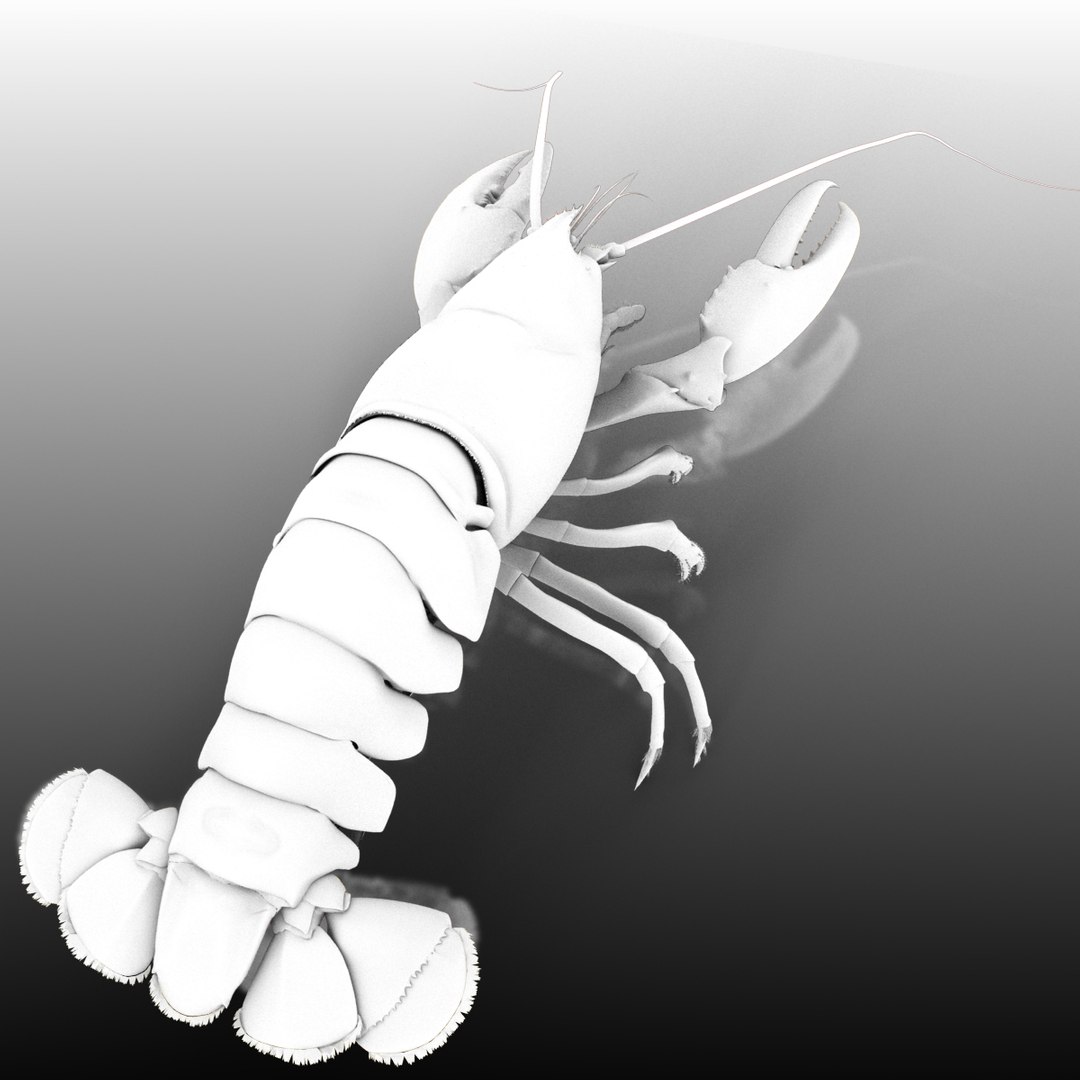 lobster arnold 3d xsi https://p.turbosquid.com/ts-thumb/8v/SFui9o/bzvqpsq5/ao_4/jpg/1435858531/1920x1080/fit_q87/de0abfaff0269ebe41a54a64121b7a88e84ff830/ao_4.jpg