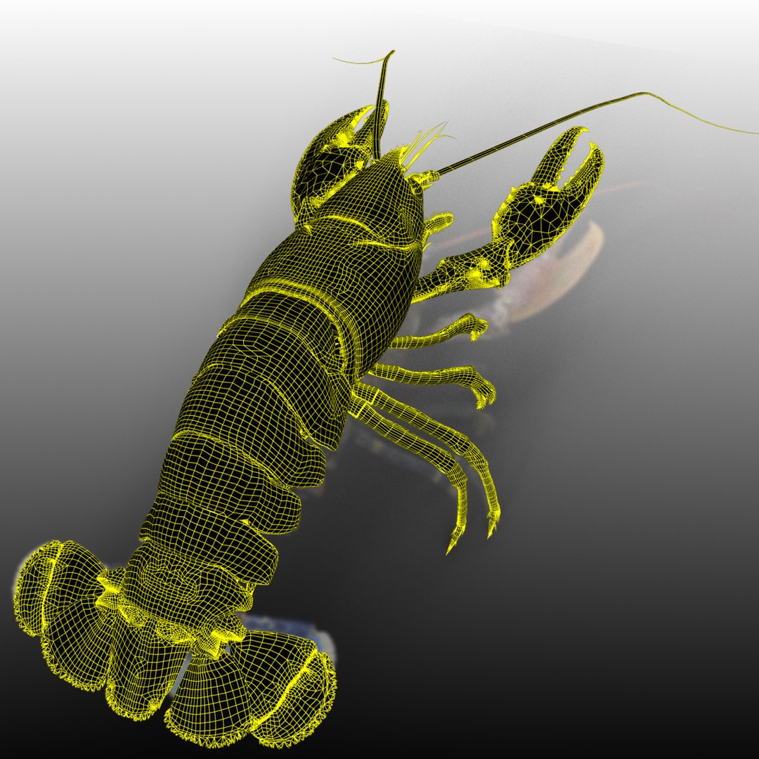 lobster arnold 3d xsi https://p.turbosquid.com/ts-thumb/8v/SFui9o/nDsmQAEh/wire_4/jpg/1435858547/1920x1080/fit_q87/1e898a8c9891834909a76183263aef24ebbee8d8/wire_4.jpg