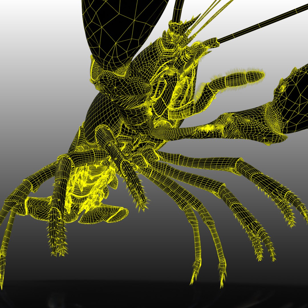 lobster arnold 3d xsi https://p.turbosquid.com/ts-thumb/8v/SFui9o/wZmBYLNM/wire_3/jpg/1435858544/1920x1080/fit_q87/1c6fe5140943698e7533d05d92a40593f3d9b262/wire_3.jpg