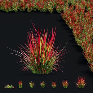 Imperata cylindrical 3D model