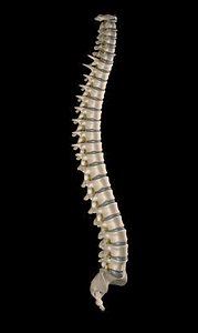 medical spinal cord 3d model