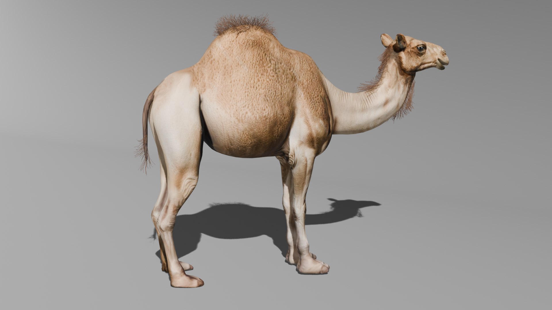 Realistic 3D Camel Model 3D Model - TurboSquid 2381504