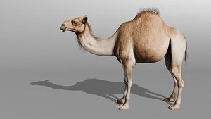 Realistic 3D Camel Model 3D model
