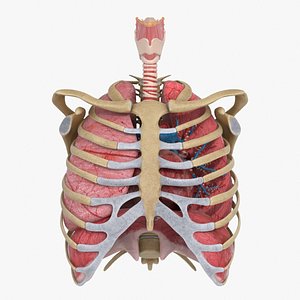 Rib Cage Larynx Trachea Lungs Heart 3D model