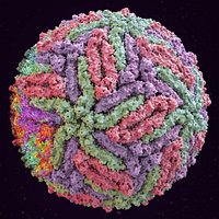 Zika Virus Envelope (scientifically accurate 3D structure)