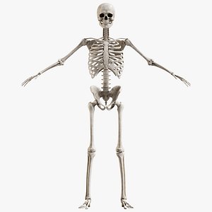 Male Skeleton