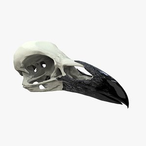 skull crow raven animate 3D