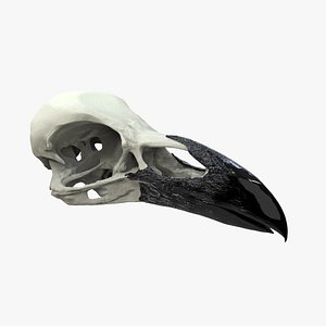 Crow Skull