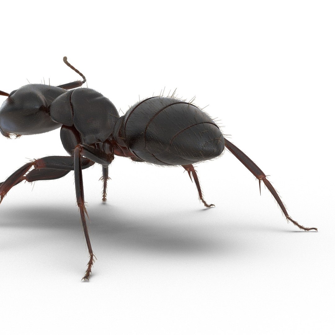 black ant fur rigged 3d max https://p.turbosquid.com/ts-thumb/8w/F3mELf/14M67sU5/blackantwithfurrigged3dmodel20/jpg/1453718840/1920x1080/fit_q87/f82be07062a3fa1bc7675a13a73c953639f9d67e/blackantwithfurrigged3dmodel20.jpg
