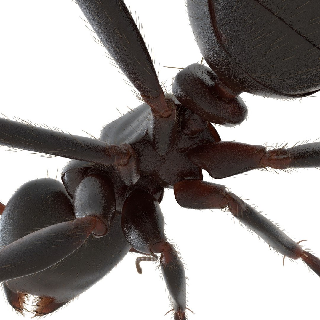 black ant fur rigged 3d max https://p.turbosquid.com/ts-thumb/8w/F3mELf/2LFPvkQ5/blackantwithfurrigged3dmodel25/jpg/1453718841/1920x1080/fit_q87/2c8f3803065d2de2b096408281e909808d3b5c1b/blackantwithfurrigged3dmodel25.jpg