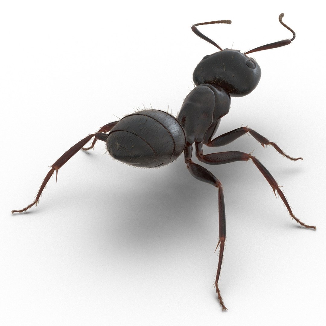 black ant fur rigged 3d max https://p.turbosquid.com/ts-thumb/8w/F3mELf/5I4wMIAs/blackantwithfurrigged3dmodel05/jpg/1453718838/1920x1080/fit_q87/9d2f352161f086166885bd35050c240a44be927a/blackantwithfurrigged3dmodel05.jpg