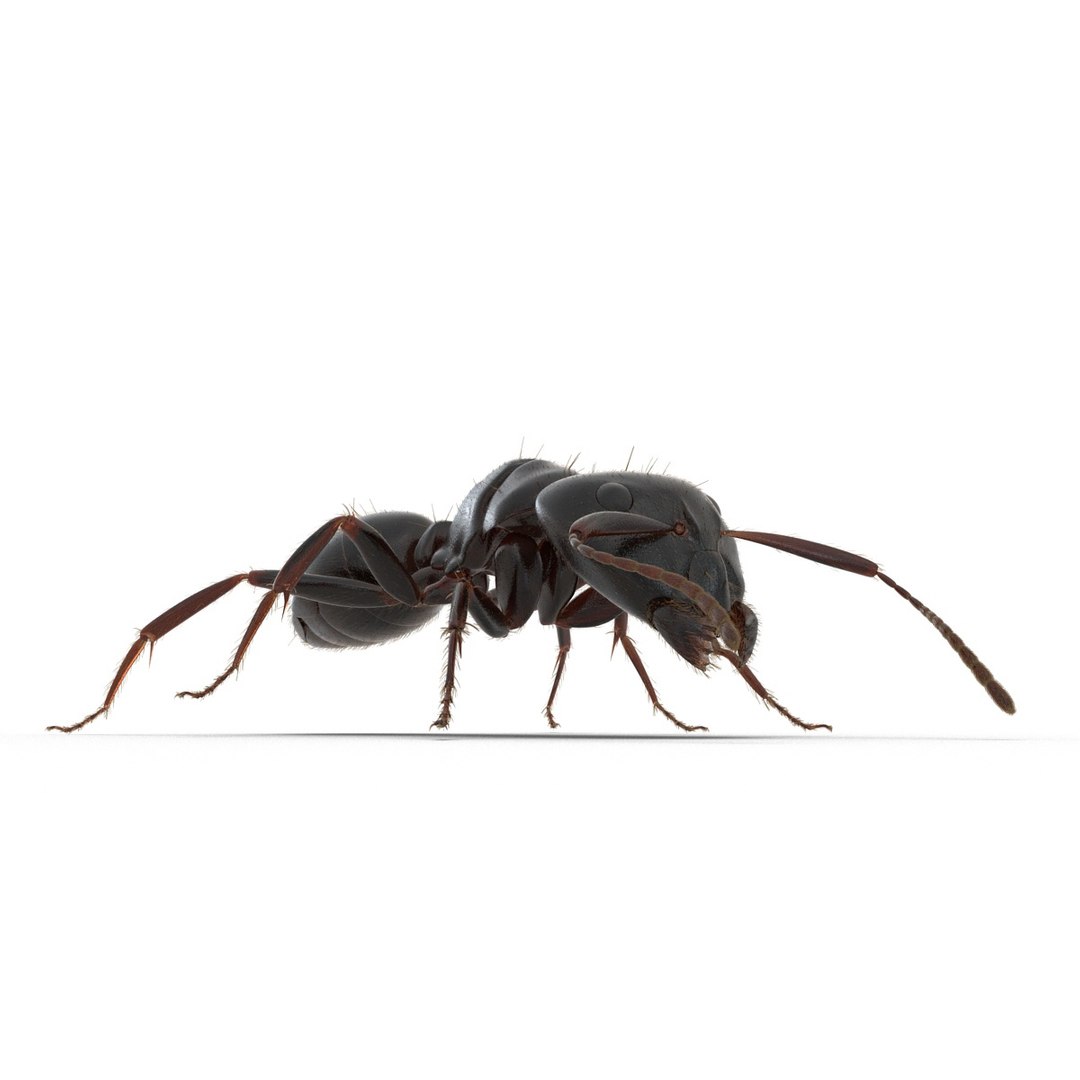 black ant fur rigged 3d max https://p.turbosquid.com/ts-thumb/8w/F3mELf/7yc0A8cz/blackantwithfurrigged3dmodel08/jpg/1453718839/1920x1080/fit_q87/30ecca3a15ef68a49d5ef5fe599d6f50332a9518/blackantwithfurrigged3dmodel08.jpg