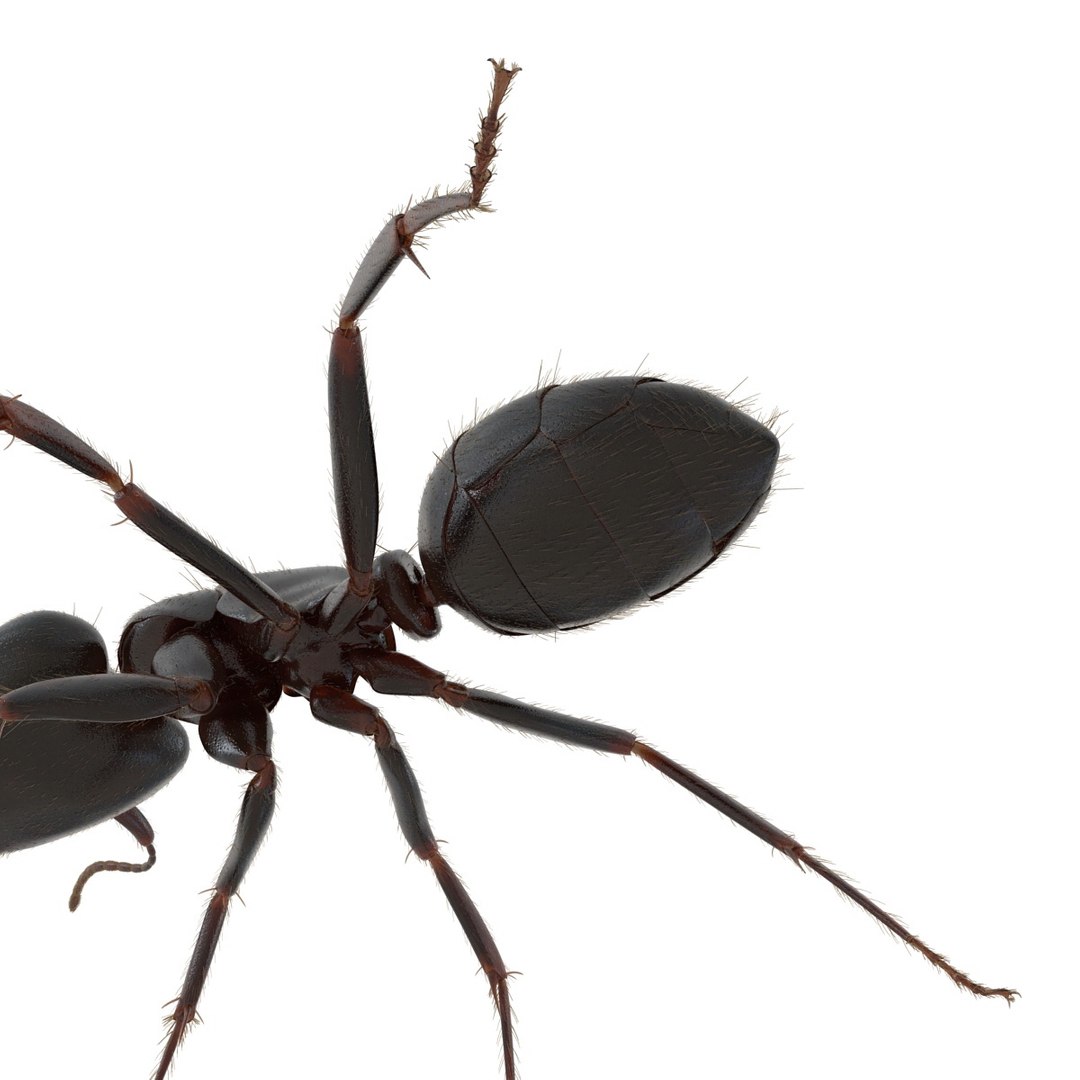 black ant fur rigged 3d max https://p.turbosquid.com/ts-thumb/8w/F3mELf/8Ccr0fb4/blackantwithfurrigged3dmodel22/jpg/1453718841/1920x1080/fit_q87/b803e95d9c22e59aa189b263d5e48d290df41db1/blackantwithfurrigged3dmodel22.jpg