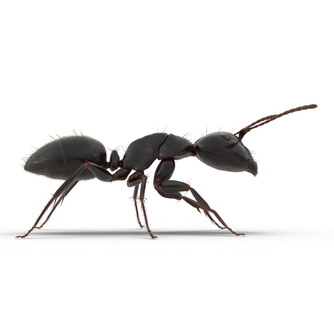 black ant fur rigged 3d max https://p.turbosquid.com/ts-thumb/8w/F3mELf/D6rJS7nS/blackantwithfurrigged3dmodel09/jpg/1453718839/1920x1080/fit_q87/fbc40f54153069dd0124c9bc44c9f1336ab08e4f/blackantwithfurrigged3dmodel09.jpg