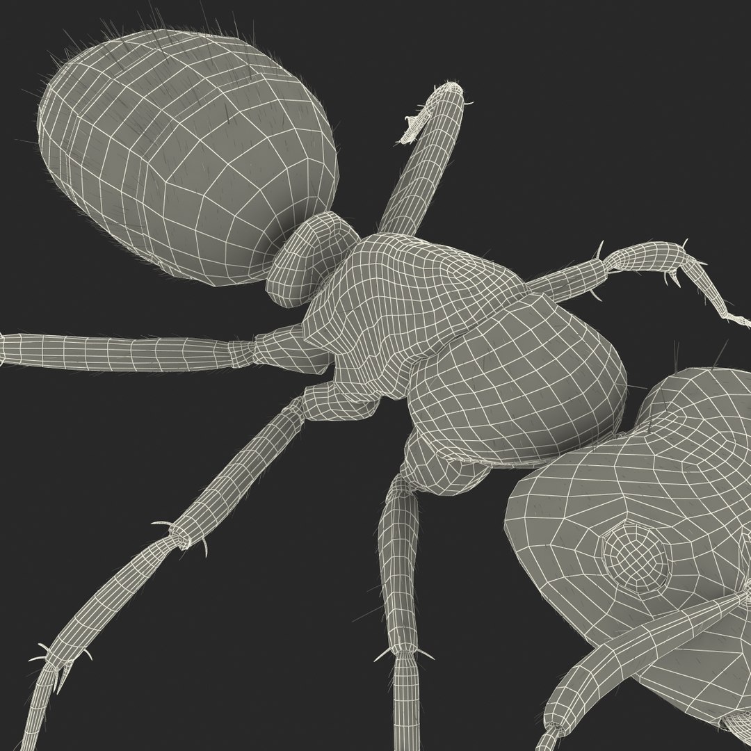 black ant fur rigged 3d max https://p.turbosquid.com/ts-thumb/8w/F3mELf/DBKgsqYw/blackantwithfurrigged3dmodel46/jpg/1453718844/1920x1080/fit_q87/3add48a8e3bcbb427778bf3029de69308891b364/blackantwithfurrigged3dmodel46.jpg