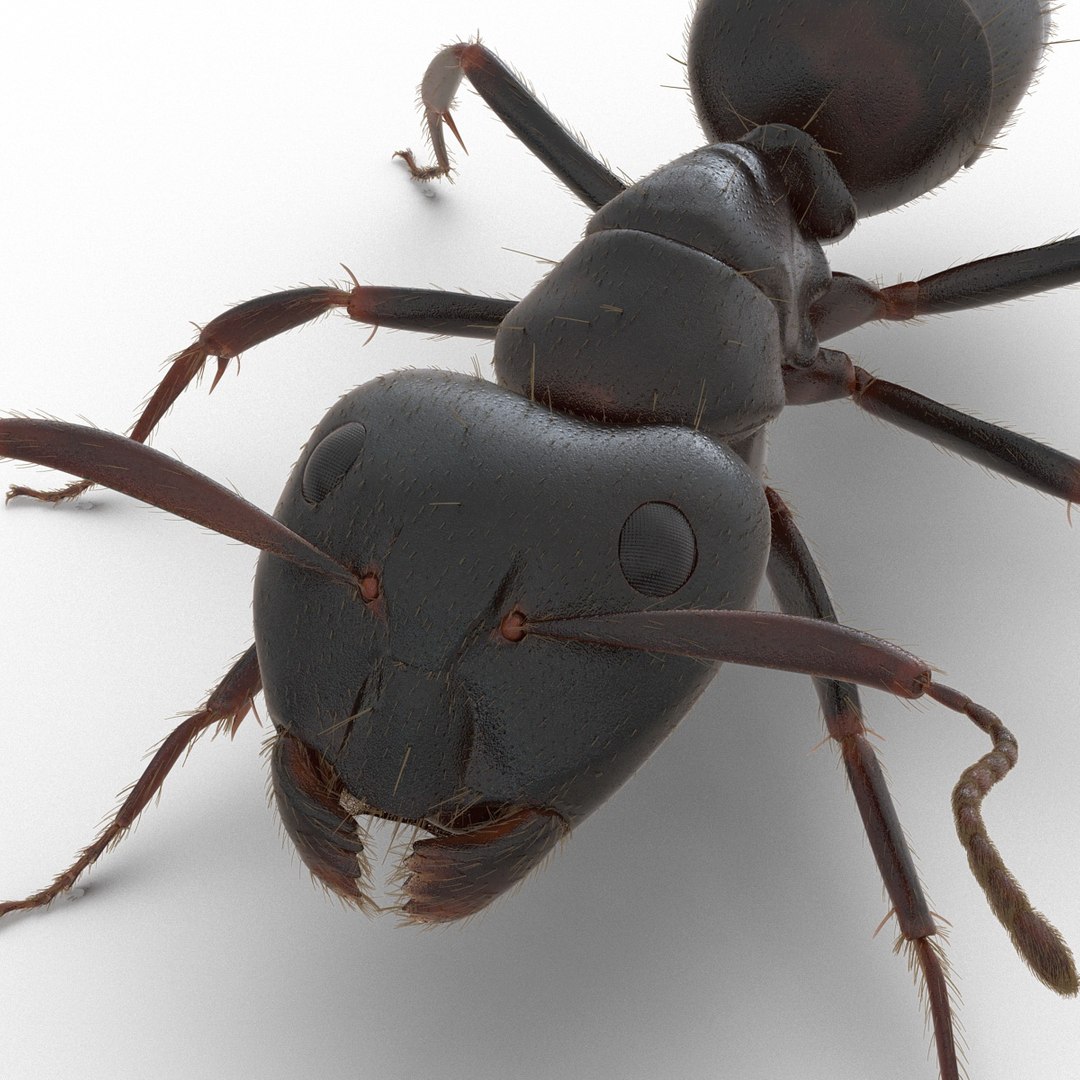black ant fur rigged 3d max https://p.turbosquid.com/ts-thumb/8w/F3mELf/KOQwsksp/blackantwithfurrigged3dmodel23/jpg/1453718841/1920x1080/fit_q87/19d9fe39fb9d8082be9214c89526165065507bef/blackantwithfurrigged3dmodel23.jpg