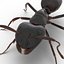 Formica nera con modello 3D in pelliccia