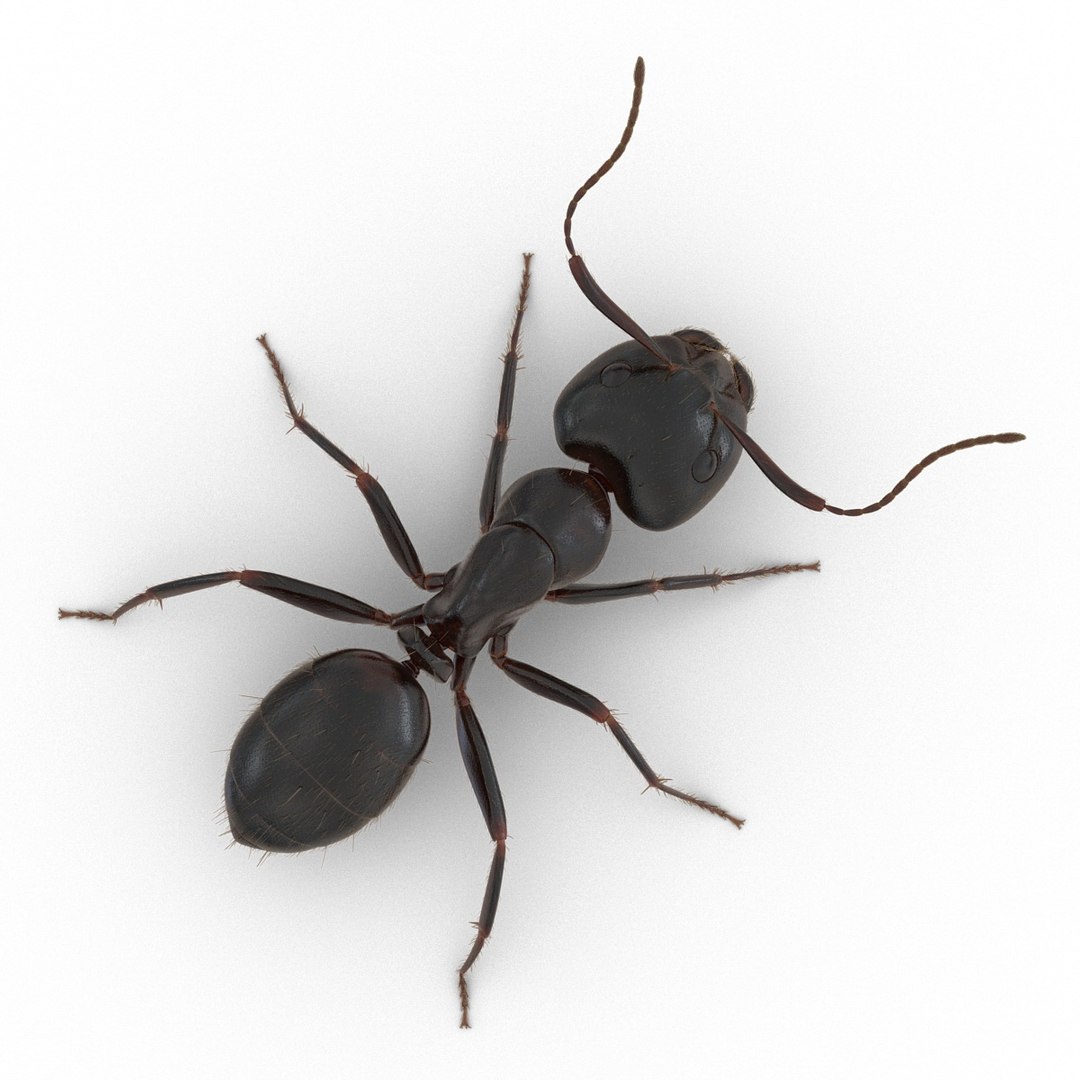 black ant fur rigged 3d max https://p.turbosquid.com/ts-thumb/8w/F3mELf/KPt1v6cS/blackantwithfurrigged3dmodel10/jpg/1453718839/1920x1080/fit_q87/b8f4a21224597c9794fe350eb39fd3142685ddad/blackantwithfurrigged3dmodel10.jpg