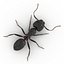 Formica nera con modello 3D in pelliccia