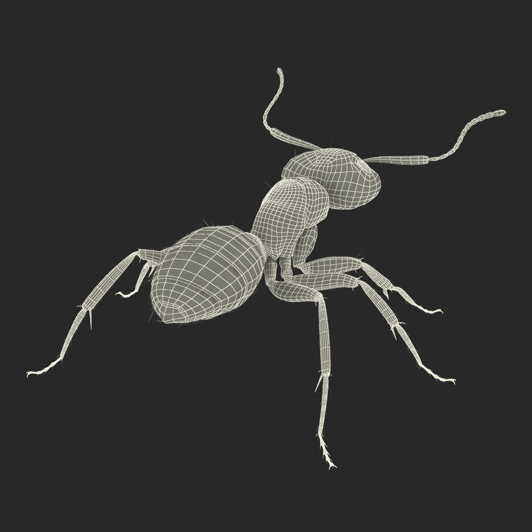 black ant fur rigged 3d max https://p.turbosquid.com/ts-thumb/8w/F3mELf/N8RQbHMJ/blackantwithfurrigged3dmodel40/jpg/1453718843/1920x1080/fit_q87/4991e9600b9d961f502e3a6684abc741dc4215d9/blackantwithfurrigged3dmodel40.jpg