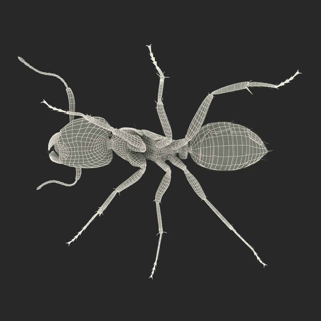 black ant fur rigged 3d max https://p.turbosquid.com/ts-thumb/8w/F3mELf/NSkIbdIZ/blackantwithfurrigged3dmodel42/jpg/1453718843/1920x1080/fit_q87/7835a56fb7ff4fe4d4fcd083781a7e0b30e7d2a0/blackantwithfurrigged3dmodel42.jpg